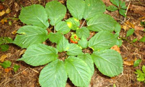 American Ginseng: Mountaintop removal coal mining can wipe huge swaths of ginseng habitat. 