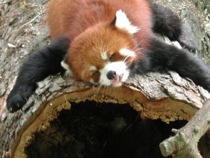 red panda treehuggers' ball