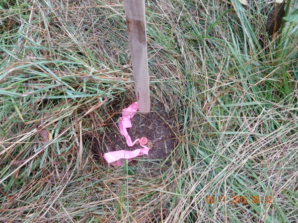 This stake is identifying a control point location. All control points will have some type of driven metal rod, usually with a plastic cap identifying the surveyor. Frequently there are three stakes with extra flags or tape. They are always set off to the side of the intended work area. They are not to be disturbed. 