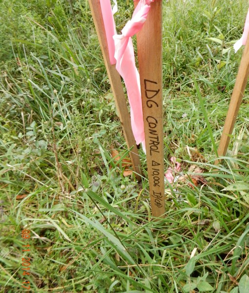 A set of three stakes marking a control point location. It is common to see triple stakes with elaborate, multiple flags. Even if there are only two stakes, there always will be a driven steel pin and identifying cap. 