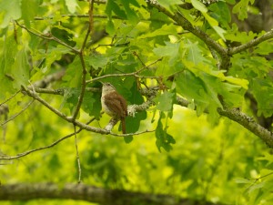 wren in wv