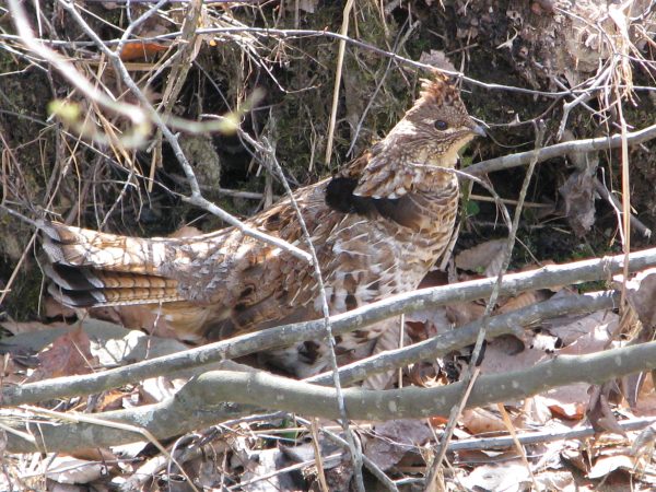 ruffed_grouse