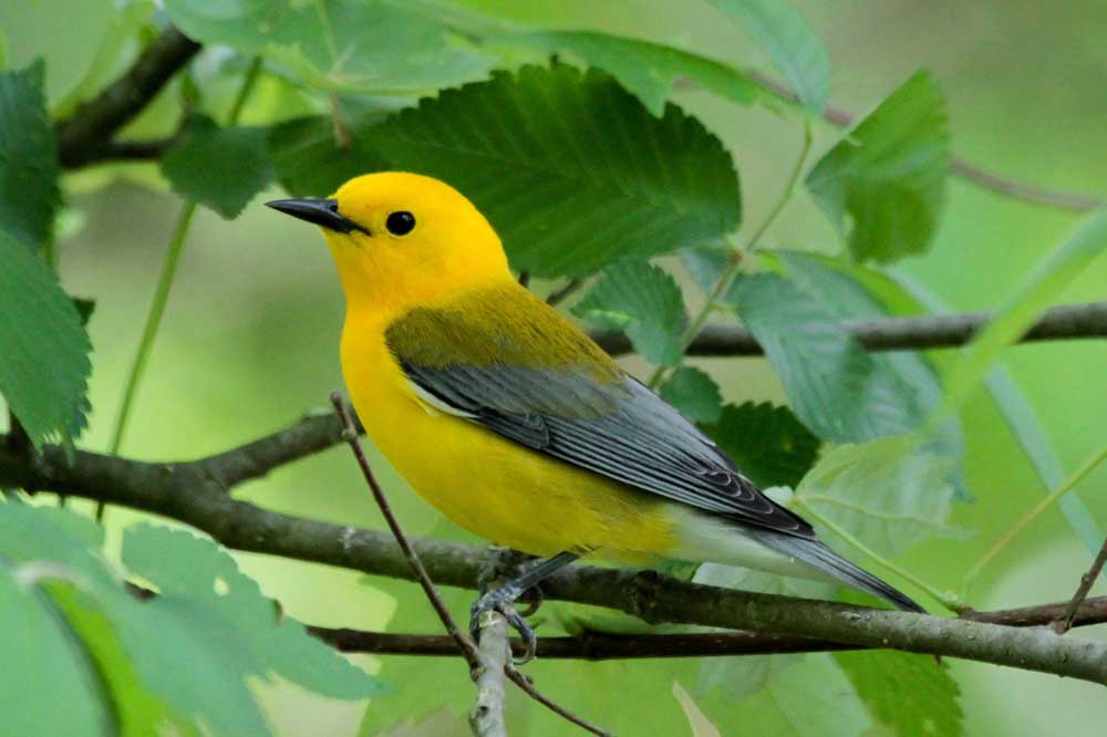 ProthonotaryWarbler1 Ohio Valley Environmental Coalition