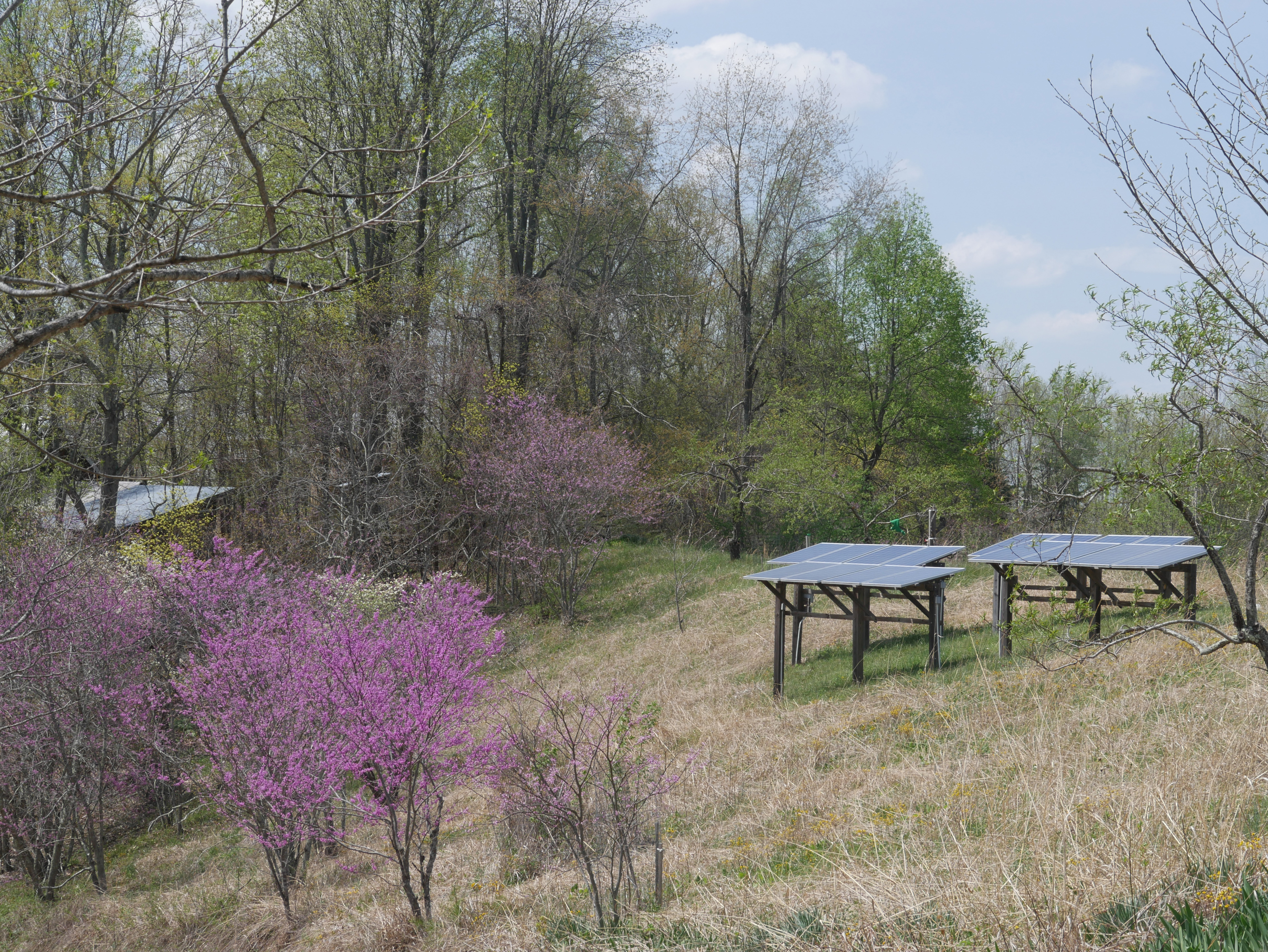 redbuds and solar panels