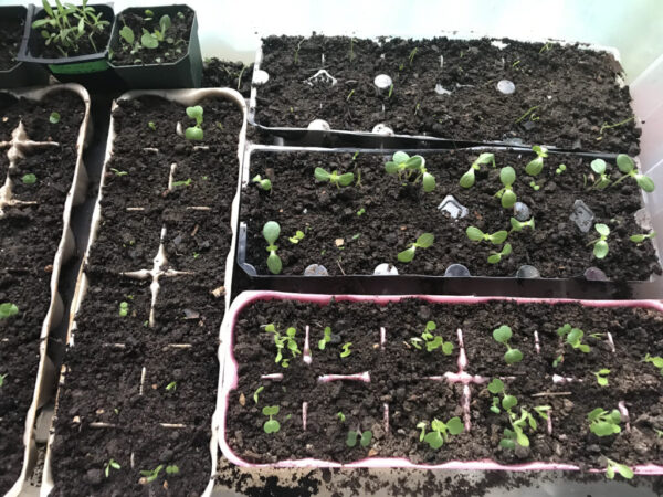 Egg cartons full of seedlings