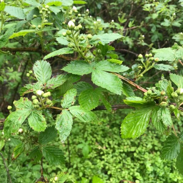 Raspberries in formation