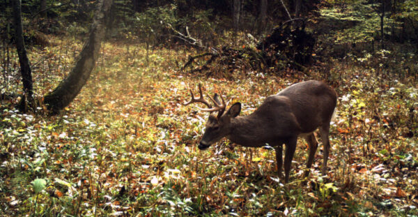 Buck in the woods