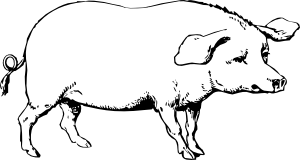 drawing of a pig