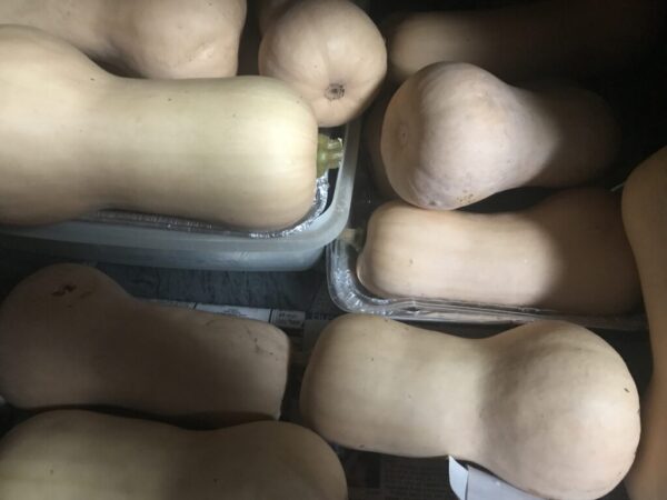 Butternut squash