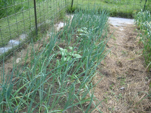 Butternut squash plants in and onion bed