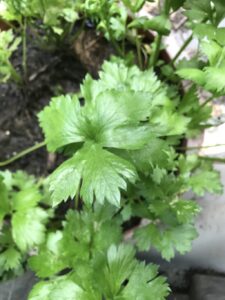 celery plant