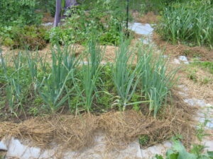 onion and carrot plants