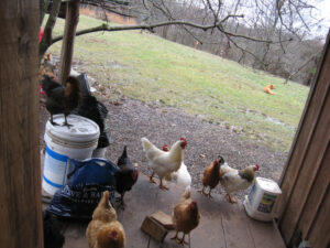 Chickens on Mary's porch