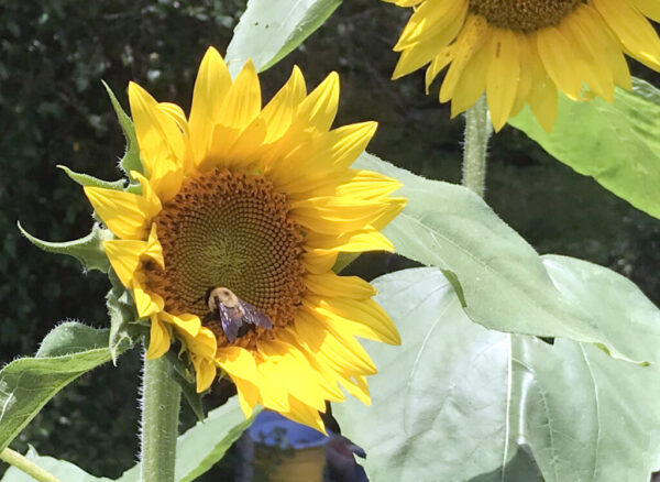 sunflowers - photo: VS