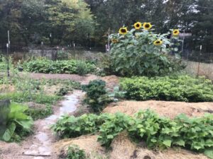 sunflowers in a late fall garden