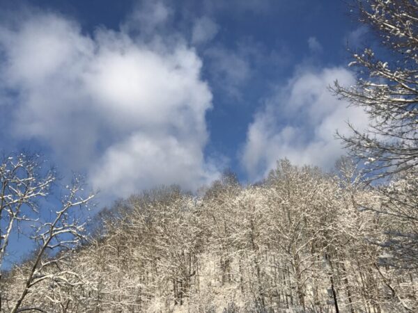 snow on bare trees